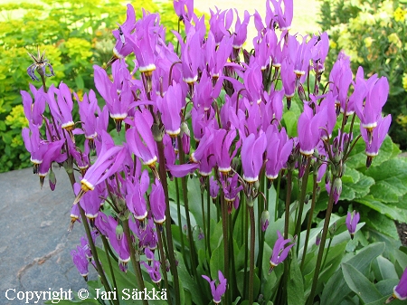 Dodecatheon meadia, vuorijumaltenkukka